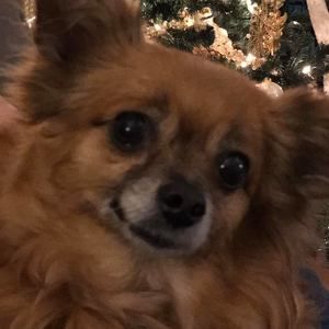 Meet your Posher, Merenda